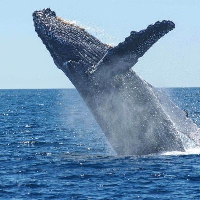 Whale watching in Dominica tour spotting a massive sperm whale breaching in crystal clear Caribbean waters near Roseau