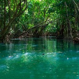 View of Indian River in Dominica, surrounded by mangroves and lush vegetation, an iconic and peaceful location, made famous by Pirates of the Caribbean.