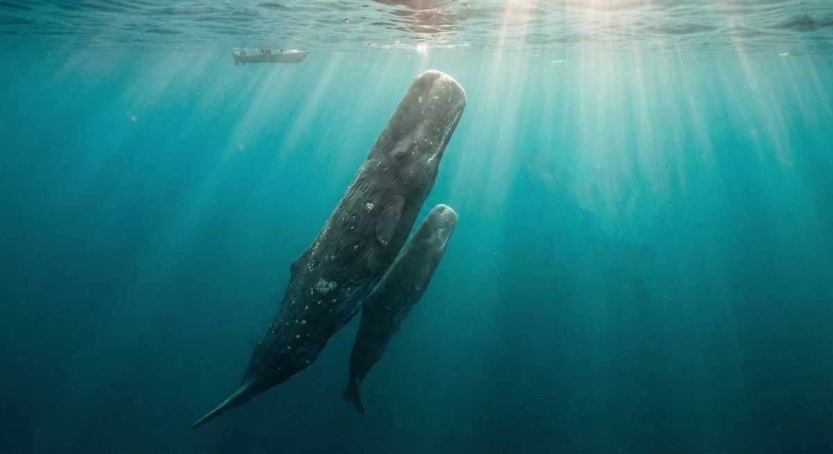 A mother Sperm Whale and her calf swimming together underwater in the deep blue sea of Dominica.