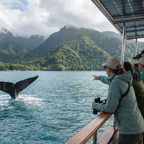 Travelers on an eco-friendly boat watching a whale's tail dive off the coast of Dominica.
