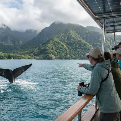 Travelers on an eco-friendly boat watching a whale's tail dive off the coast of Dominica.